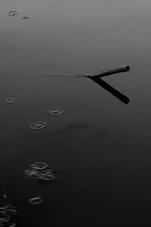 Free Calm black and white image of a stick floating in a lake with subtle reflections. Stock Photo