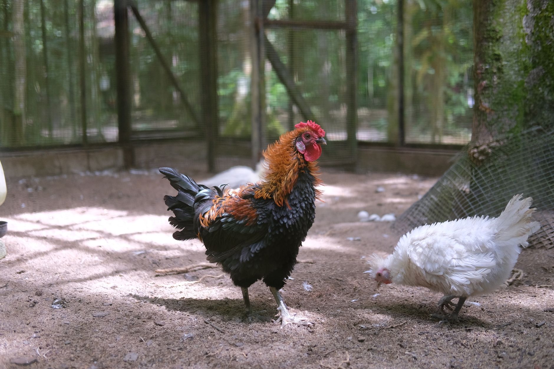 Clean rooster enclosure with solid dividers, multiple feeders, water containers, and a posted inspection checklist