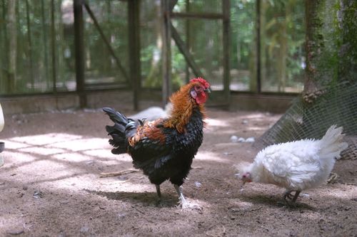 Free A vibrant rooster and white hen in a sunny farmyard enclosure. Stock Photo