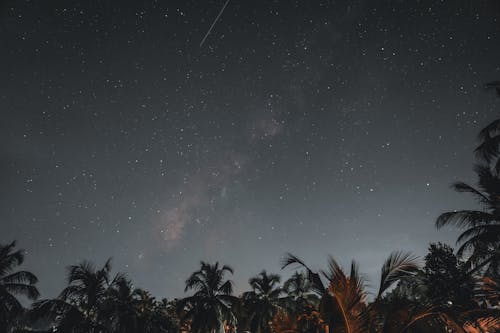 Night Sky over Palm Trees 