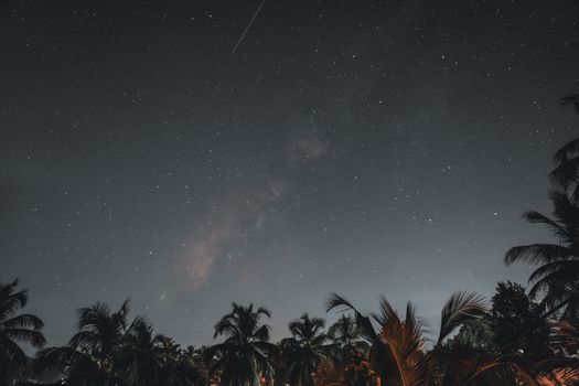 Starry night sky with a visible Milky Way and palm trees silhouetted in the foreground.