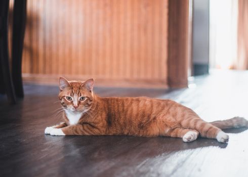 Owen the Cat