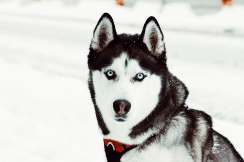 Free A beautiful Siberian Husky with blue eyes posing in a snowy winter scene in Sweden. Stock Photo