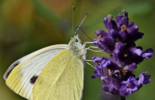 Foto stok gratis fotografi serangga, kupu-kupu di atas bunga, serangga
