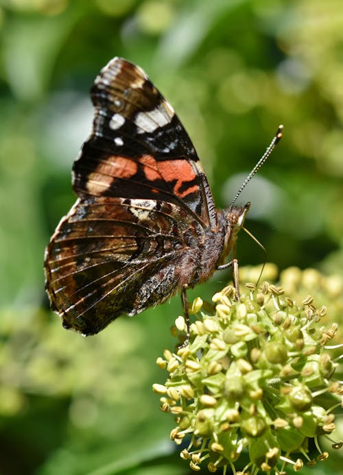 Gratis stockfoto met admiraal, insect, vlinder op een bloem