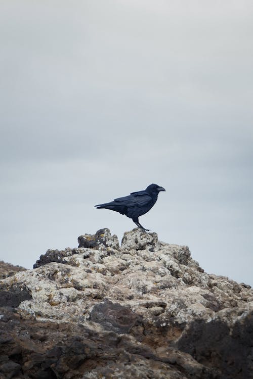 Gratis stockfoto met beest, detailopname, natuurfotografie