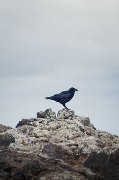 A solitary raven perches on a rugged rocky outcrop, showcasing wildlife in its natural habitat.