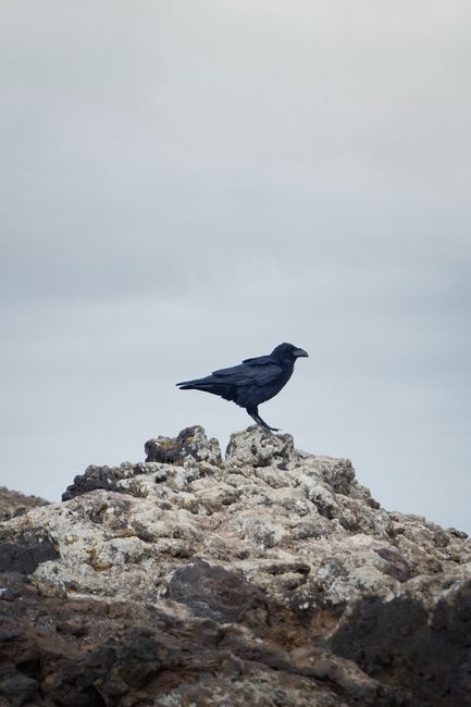 A solitary raven perches on a rugged rocky outcrop, showcasing wildlife in its natural habitat.