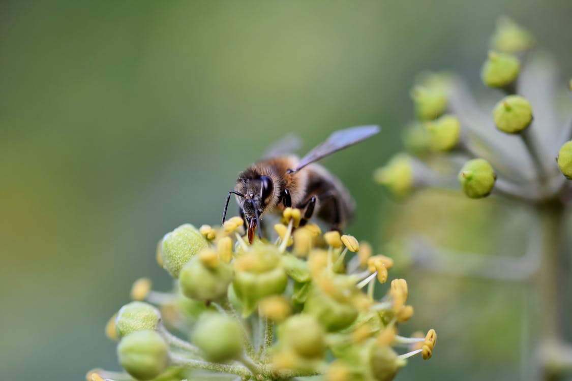 Free stock photo of bee, honeybee, insect photography