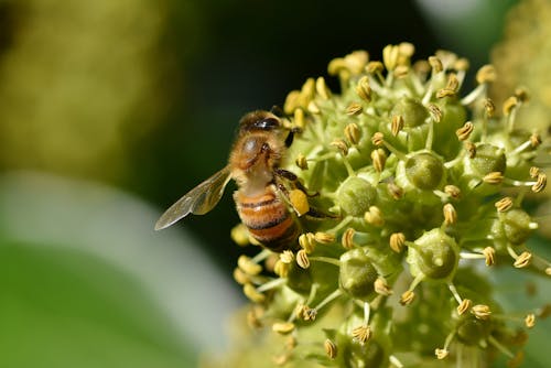 Bee on Large Flower