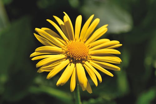 Δωρεάν στοκ φωτογραφιών με κίτρινο άνθος, λουλούδι, πέταλα