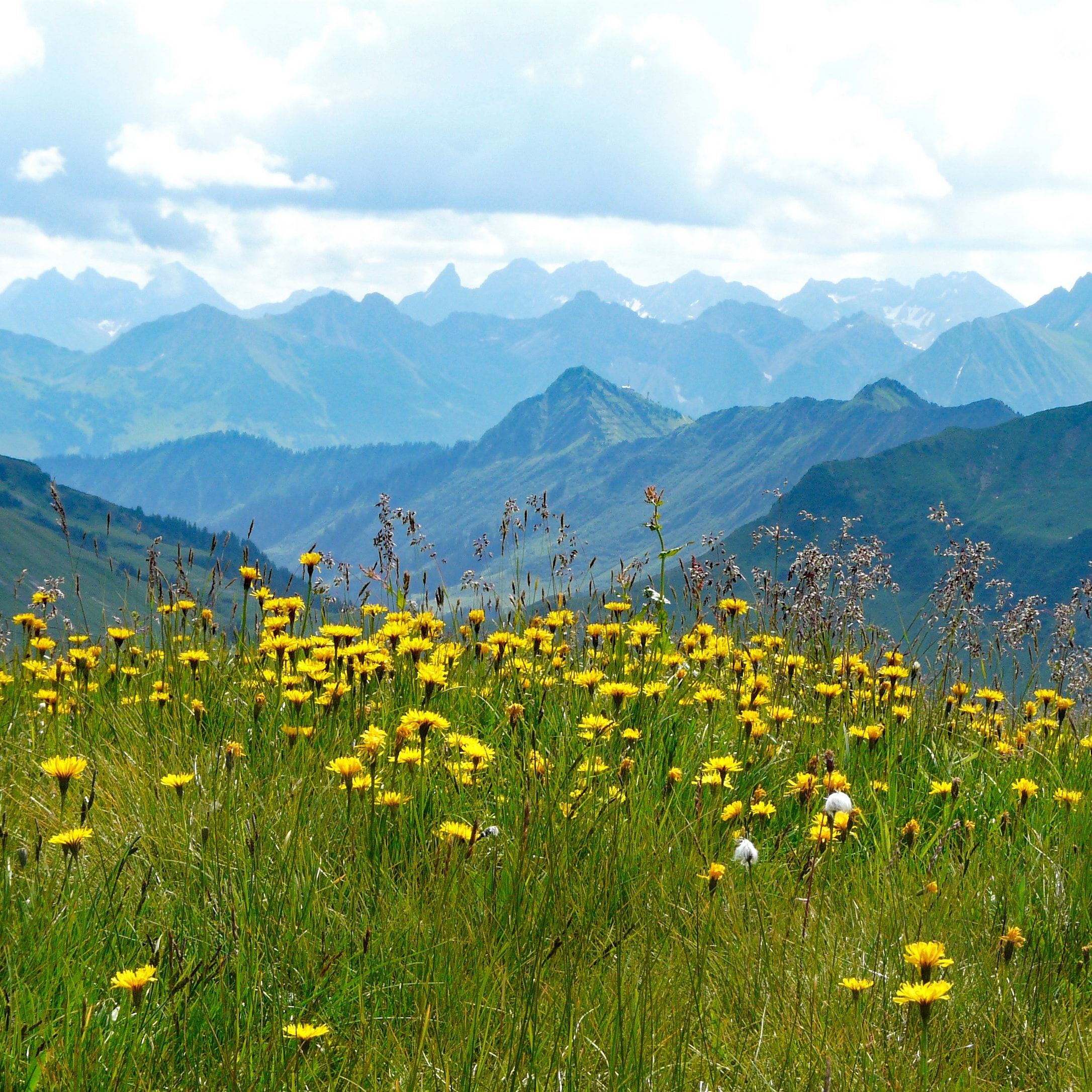 Yellow wildflowers in an alpine meadow — photo by landsmann on Pexels