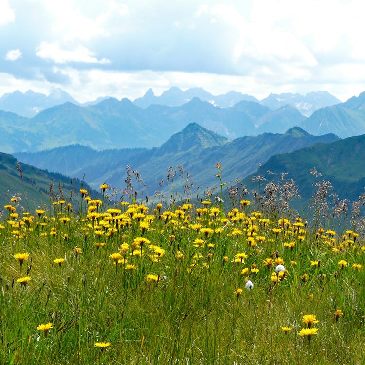 Foto profissional grátis de amarelo, cenário, flores