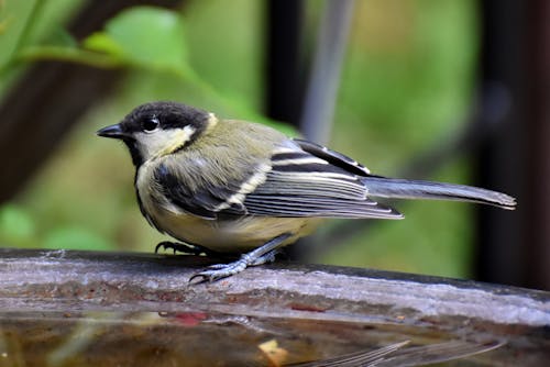 노래하는 새, 석탄 유방, 작은 새의 무료 스톡 사진
