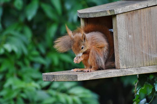Foto d'estoc gratuïta de alimentador, de fusta, esquirol