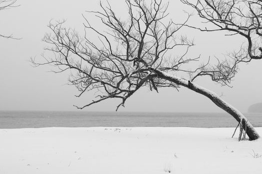 Black and white winter scene with a bare tree by a snow-covered lake in Jönköping.