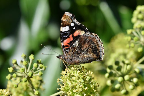böcek fotoğrafçılığı, çiçek üstünde kelebek, kırmızı amiral içeren Ücretsiz stok fotoğraf