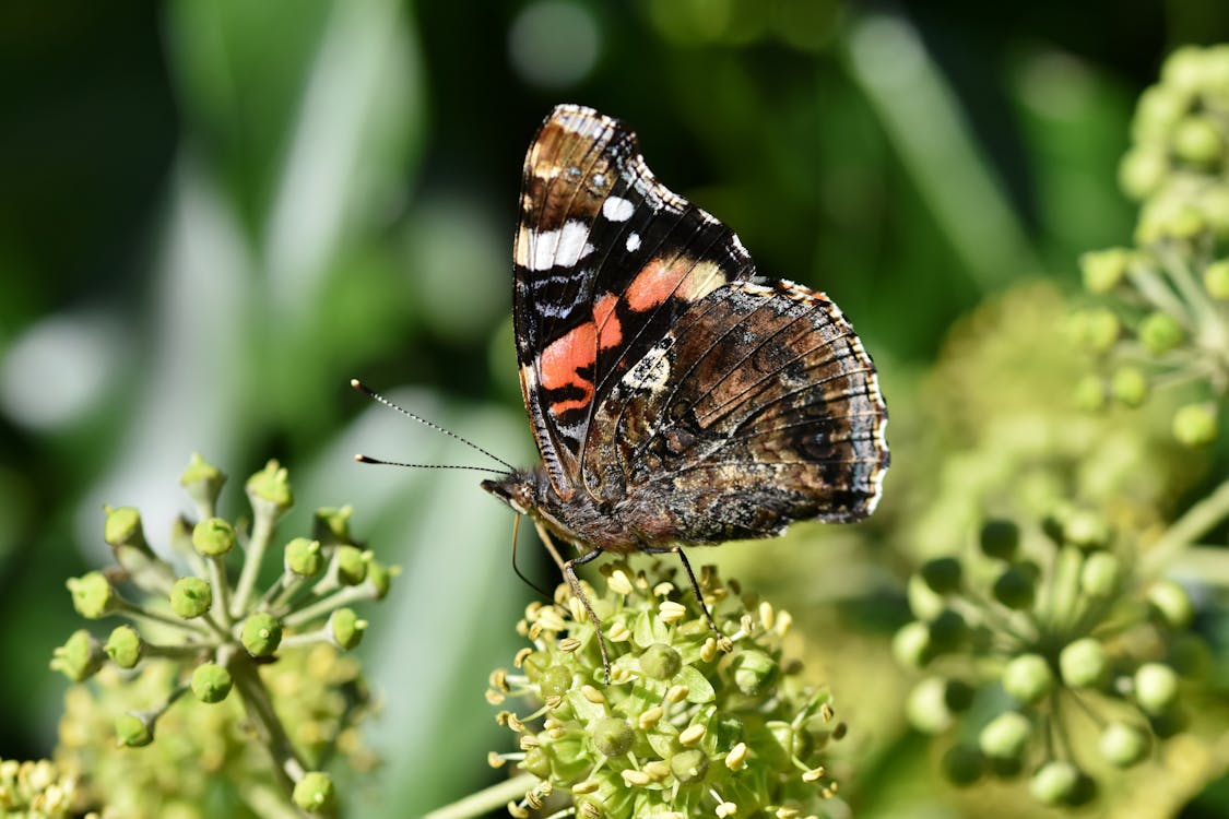 Gratis arkivbilde med insektfotografering, rød admiral, sommerfugl på blomst