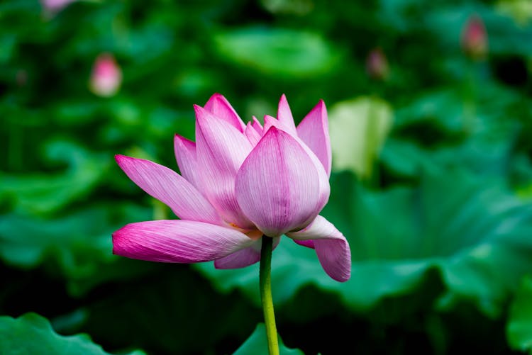 Lotus Flower In Nature