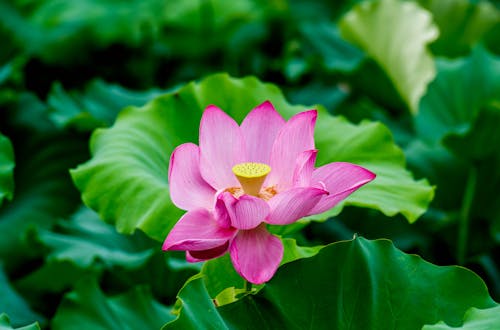 Pink Lily Flower Among Leaves 