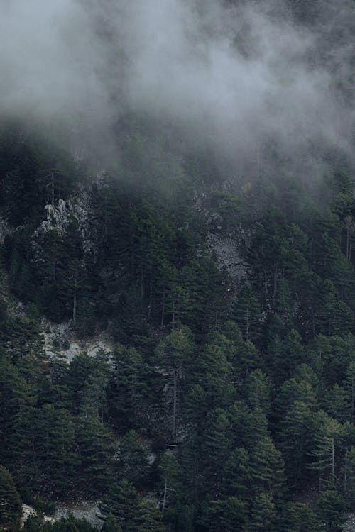 Coniferous Forest in a Valley Covered with Fog 