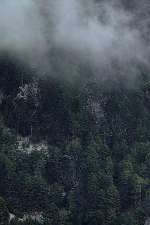 Foto profissional grátis de árvores, clima, conífera