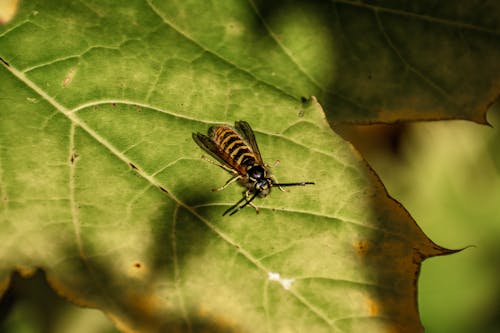 10월, 가을, 곤충의 무료 스톡 사진