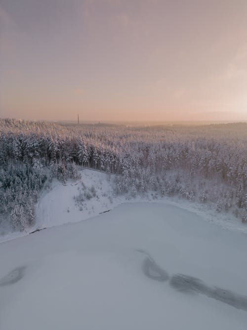 Fotobanka s bezplatnými fotkami na tému ihličnan, ihličnatý, podsvietený