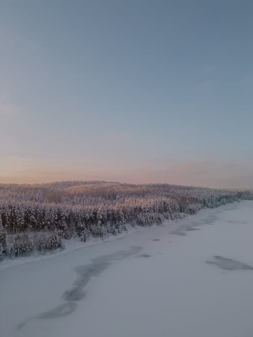 Fotobanka s bezplatnými fotkami na tému ihličnan, ihličnatý, podsvietený