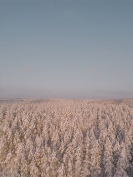 Stunning aerial shot of a coniferous forest blanketed in snow during winter in Latvia.