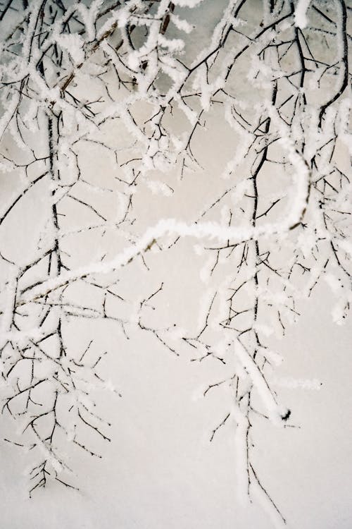 Branches Covered with Snow 