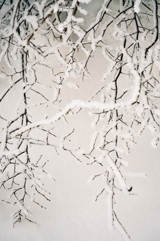 Beautiful abstract view of snow-covered branches creating a serene winter landscape.