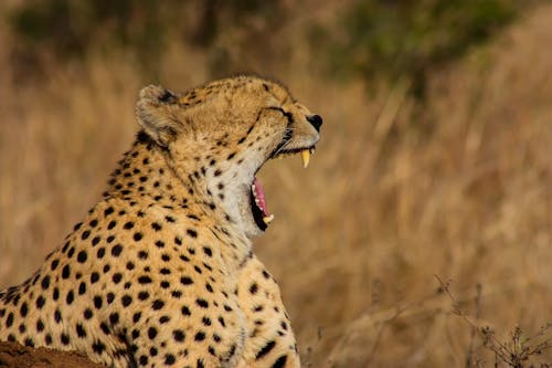 Yawning Leopard on Savannah