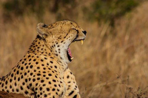 Free A majestic cheetah yawning in the savannah, showcasing its teeth and distinctive spots. Stock Photo