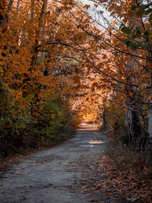 Photos gratuites de automne, bois, chemin