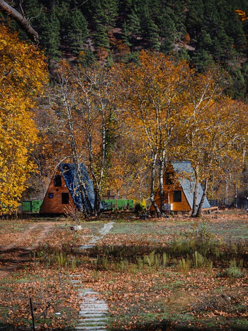 Imagine de stoc gratuită din arbori, cabane, cădere