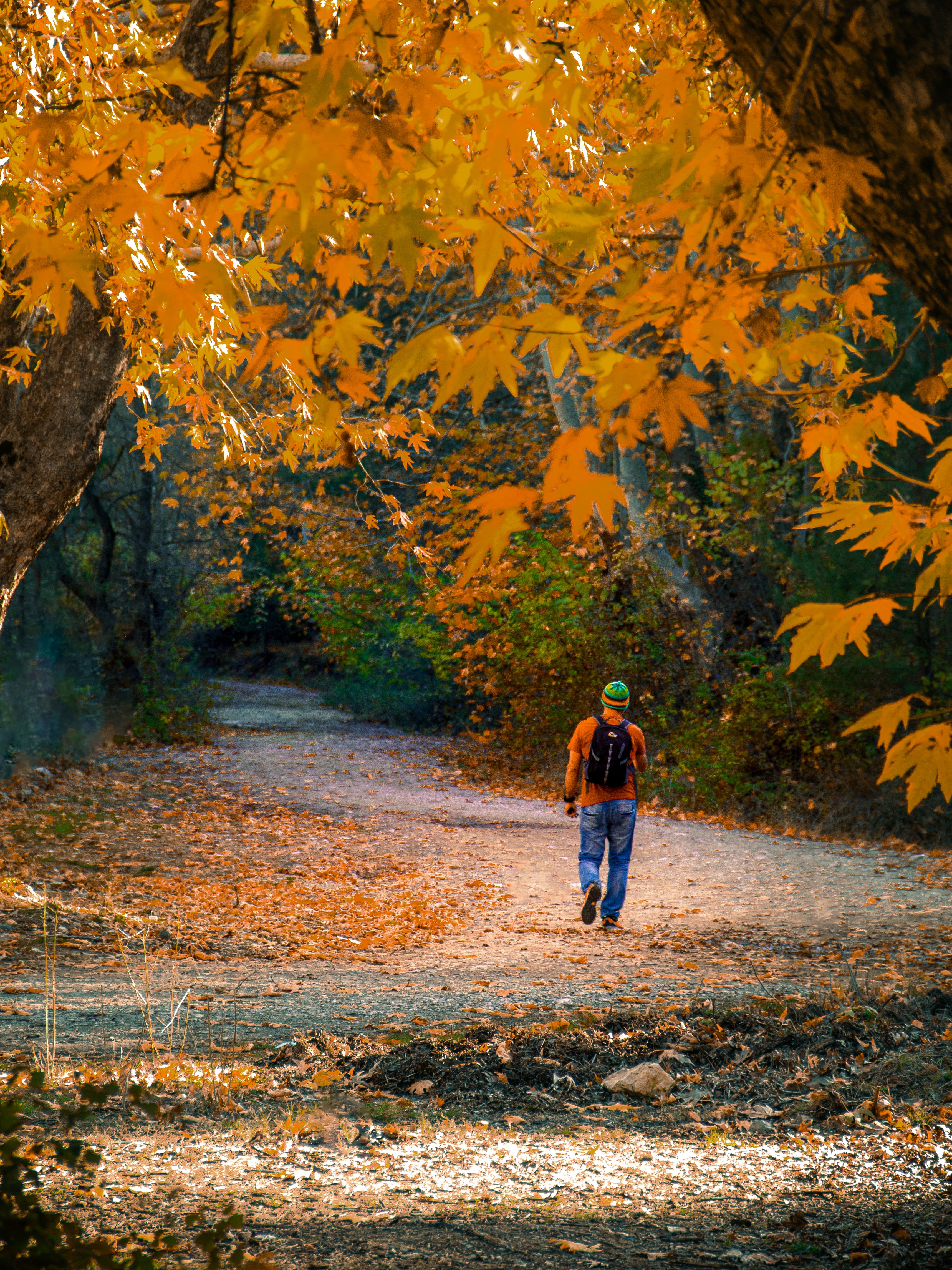 Man Walking in a Forest in Fall · Free Stock Photo