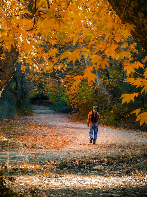 Man Walking in a Forest in Fall 