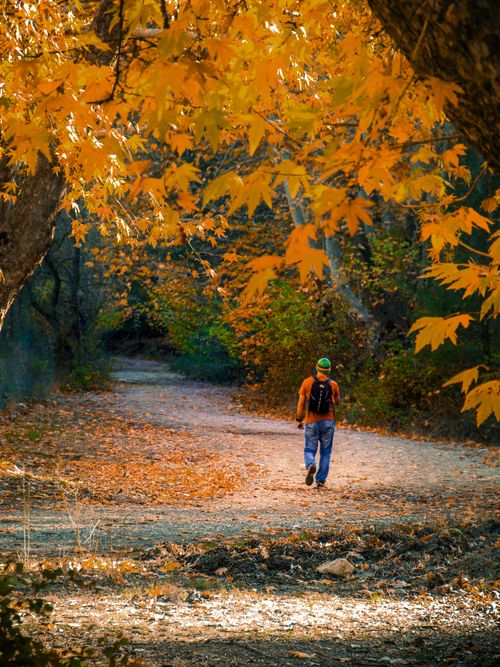 Free A man walks on a forest path surrounded by golden autumn leaves, creating a serene autumn landscape. Stock Photo