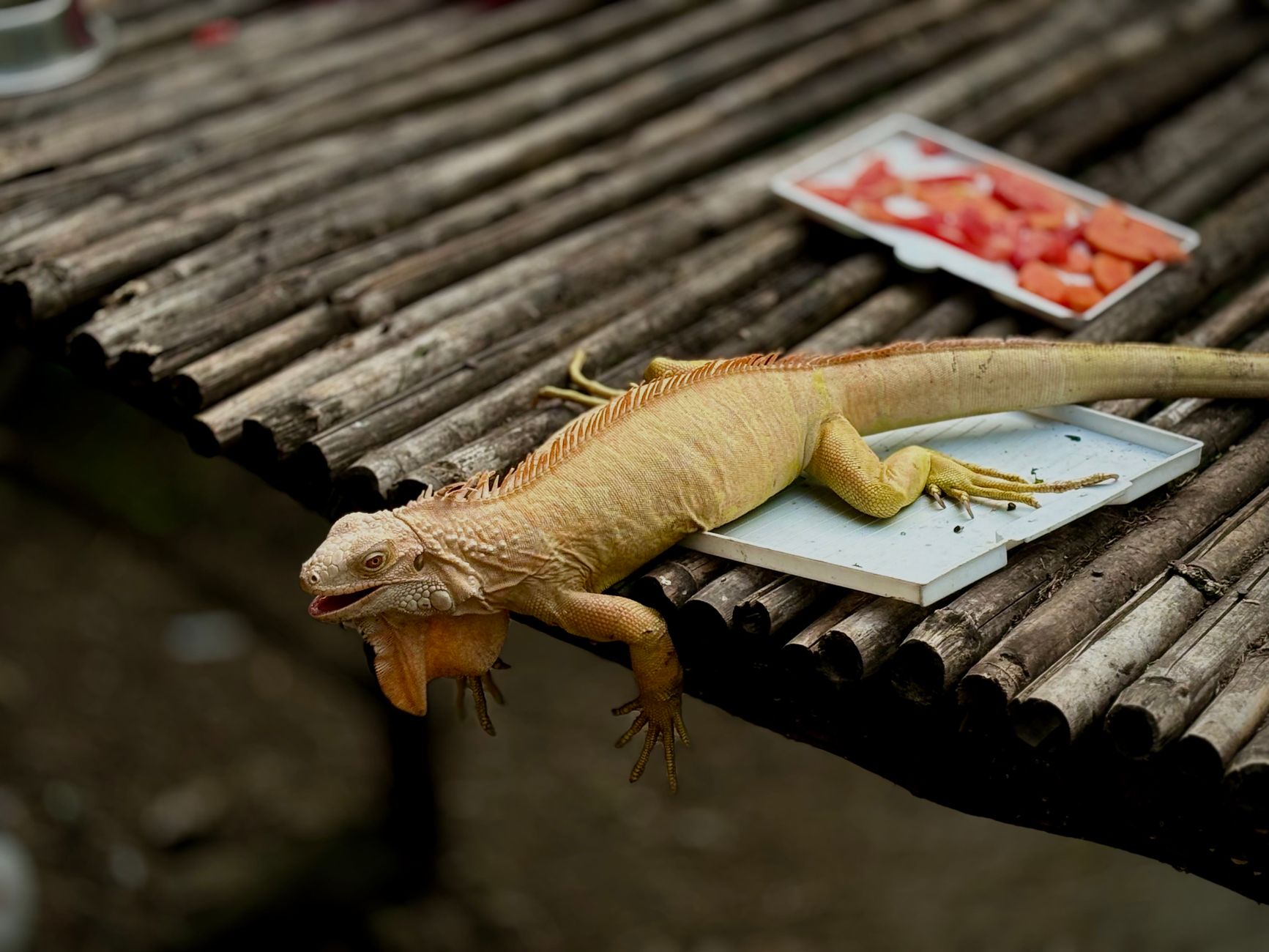 Best Budget Reptile Feeding Tools (2026) – Practical, Durable Picks That Don’t Break the Bank