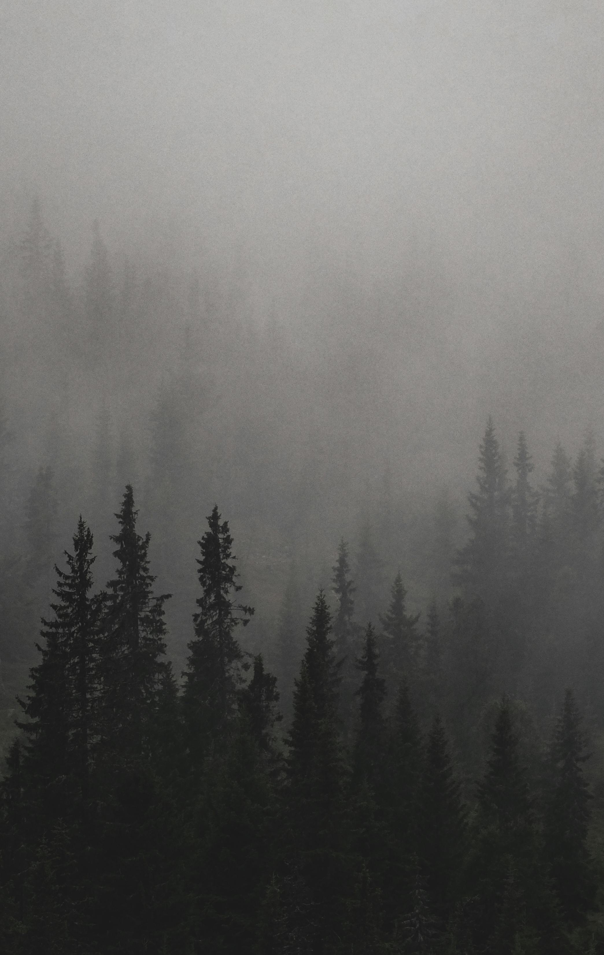 A serene misty forest with evergreen trees shrouded in winter fog, creating a mystical landscape.