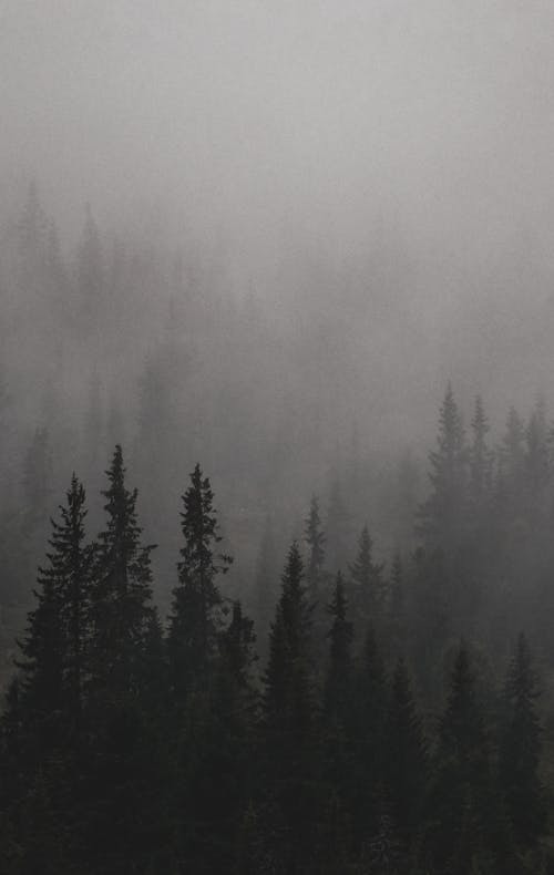 A forest covered in fog with trees in the background