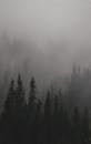 A forest covered in fog with trees in the background