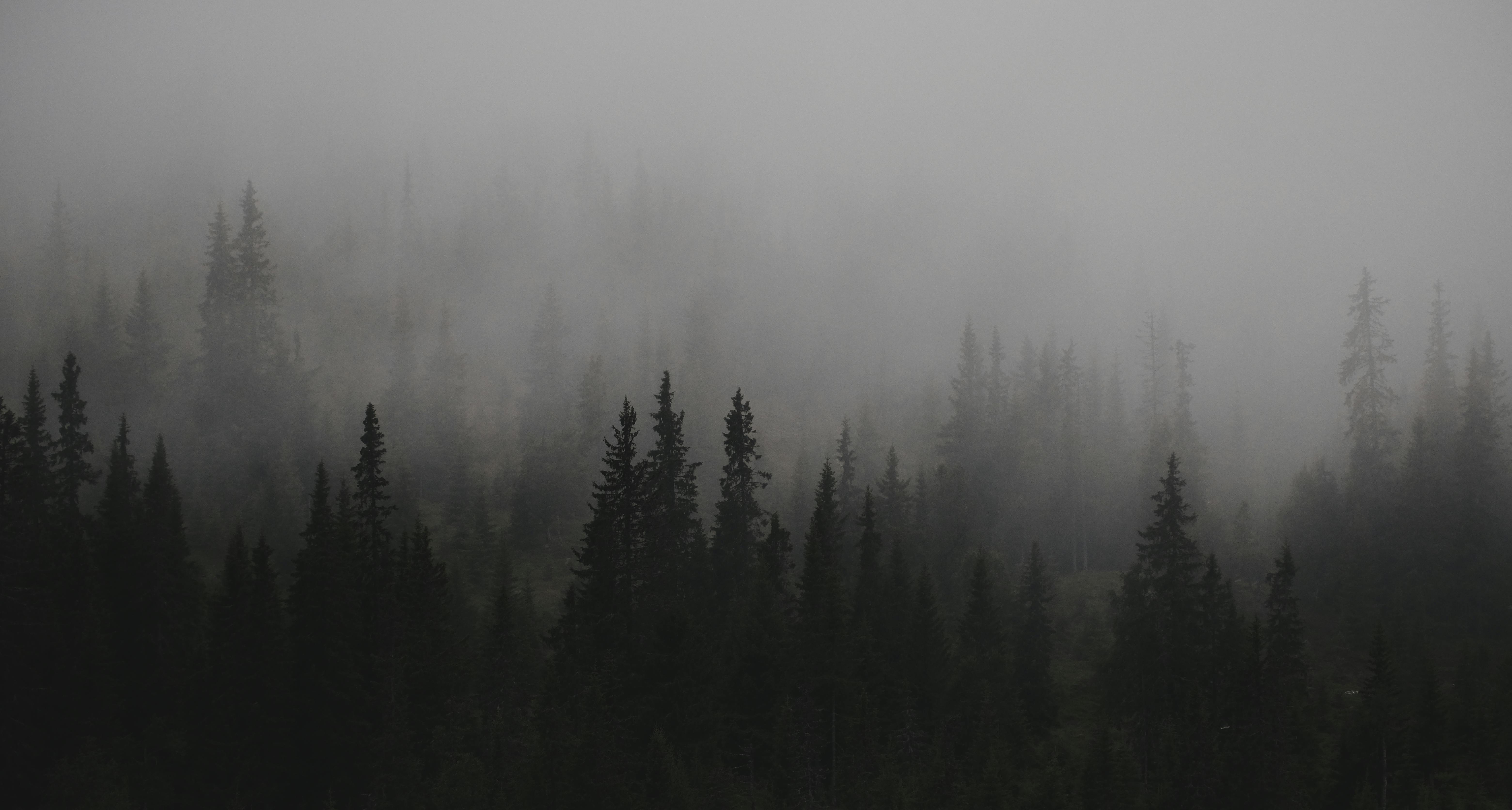 Moody capture of a foggy evergreen forest with coniferous trees creating a silhouette effect.