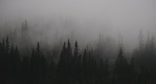 Coniferous Forest Covered with Fog in Black and White 