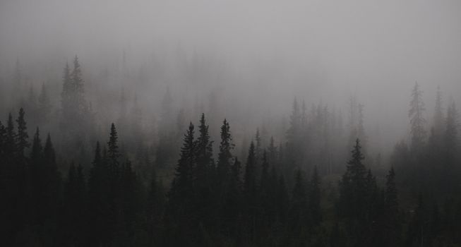 Moody capture of a foggy evergreen forest with coniferous trees creating a silhouette effect.
