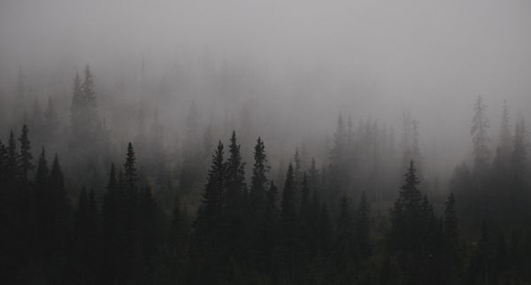 Misty evergreen forest at dawn — photo by Fredrik Solli Wandem on Pexels