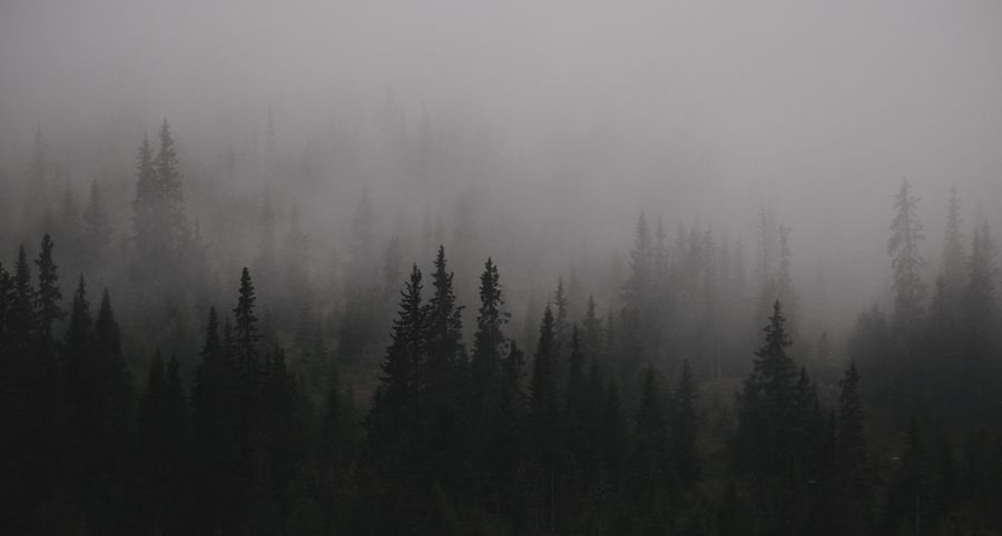 Fog drifting through an evergreen forest at dusk — photo by Fredrik Solli Wandem on Pexels