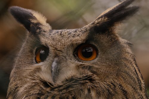 Close up of a Eurasian Eagle-Owl