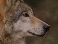 Sideways Wolf Head